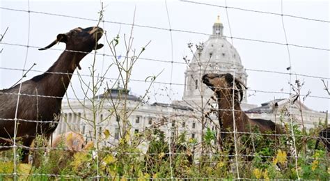 Goats and sheep grazed on a hillside on the Capitol grounds in St. Paul on Wednesday